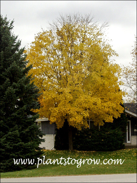 This tree always has nice fall color.